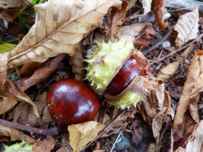 Herbst2.jpg