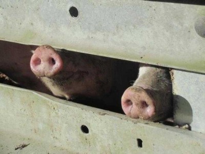 Schweinenasen.JPG