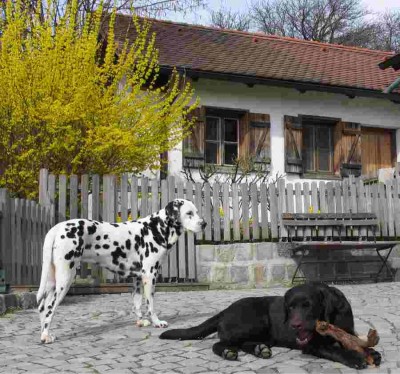 Hunde.jpg