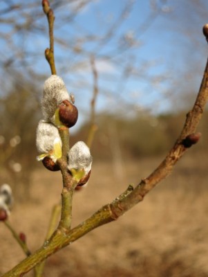 Fruehling2.jpg