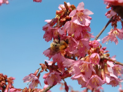 Frühling 2.jpg