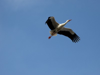 DSC_1622_Storch.jpg