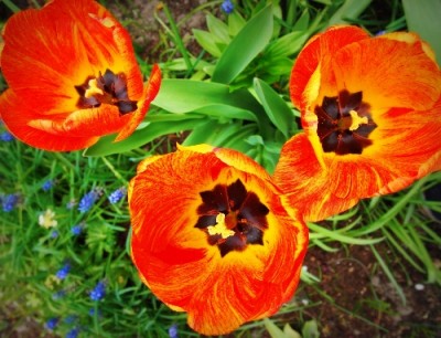 Tulpen.jpg