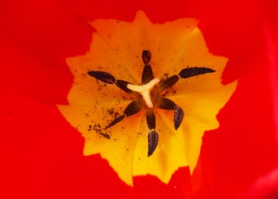 tulpe.jpg