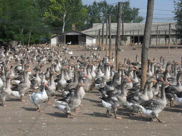 Gänseschar.JPG