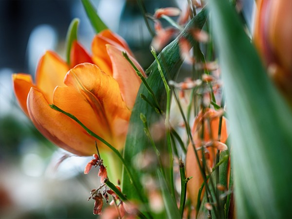 TwieTulpe.jpg