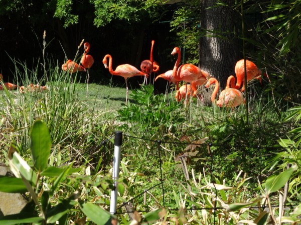 Roter Flamingov.JPG