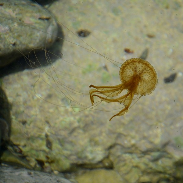 QualleDSC_4327.JPG