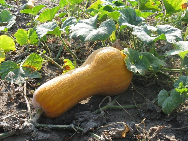 Kürbis.JPG
