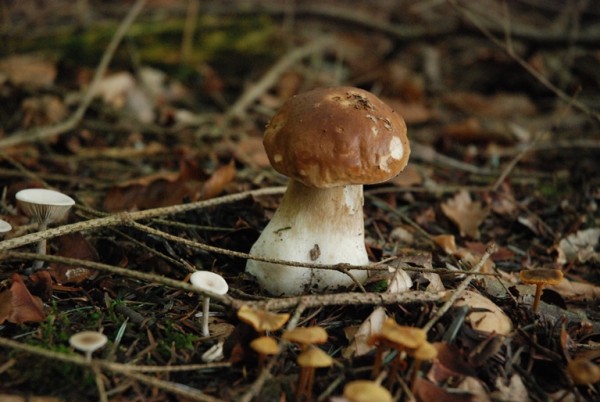 Pilze-66.JPG