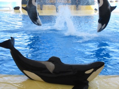 Orca.jpg