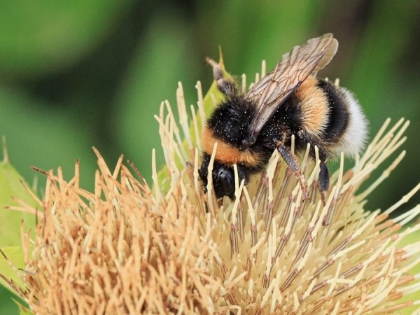 Hummel.jpg