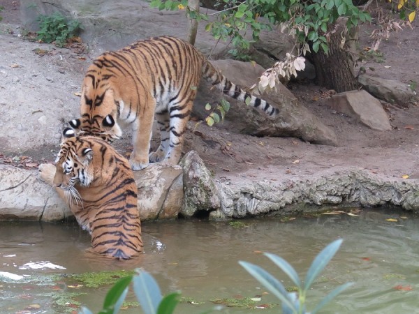 Tiger.jpg