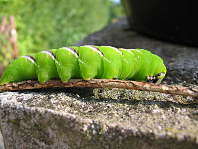 Ligusterschwaermerraupe_900.JPG