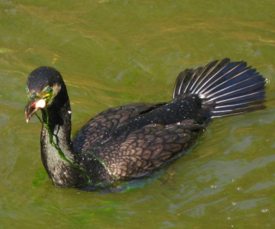 Kormoran.JPG