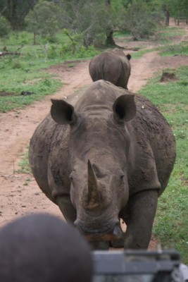 201012_Nashorn1.JPG