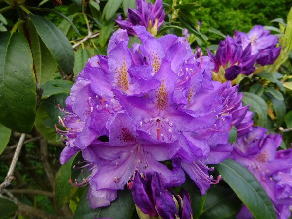 Rhodendron4.JPG