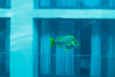 Fisch.jpg