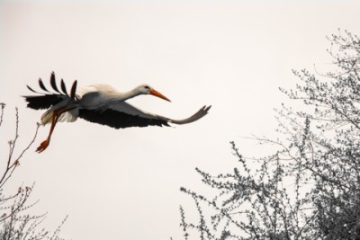 Storch.jpg