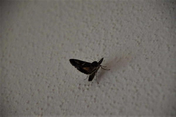DSC_0016.JPG