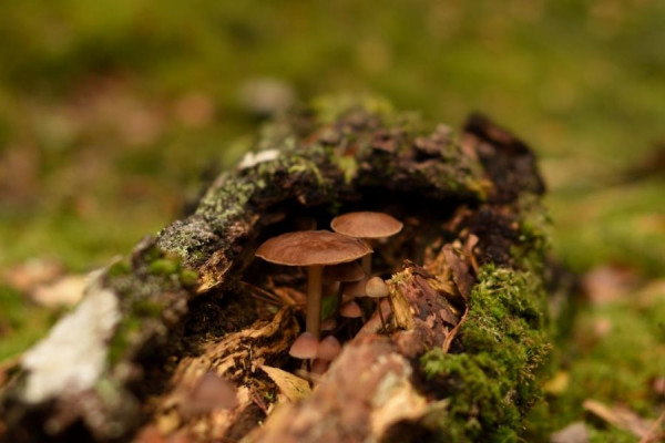 Pilze im Baum.jpg