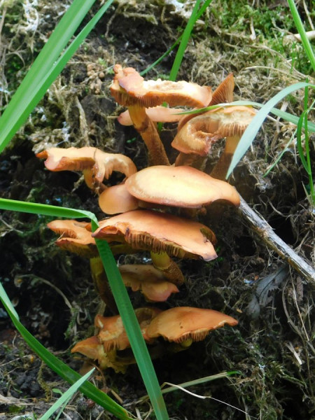 20_09_Pilze.jpg