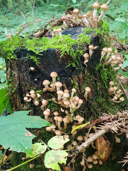 20200927_054907.jpg