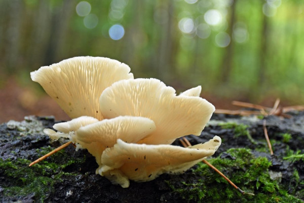 DSC_5113a.jpg