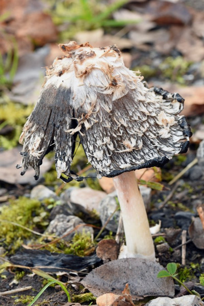 DSC_1984a.jpg