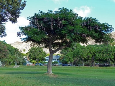 Hawaii.jpg