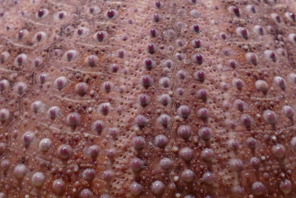 2019-06-02_FZ2399.JPG