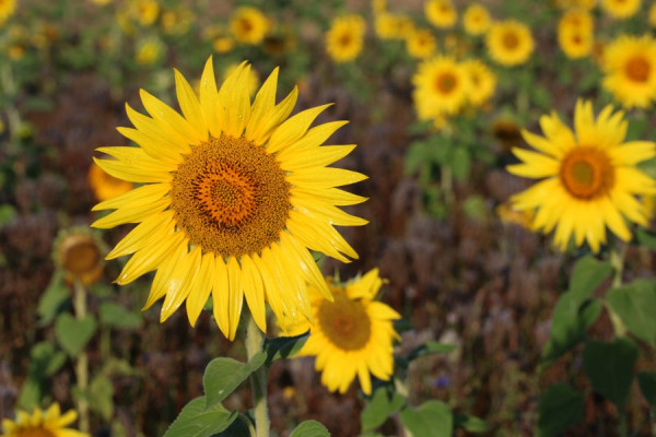 Sonnenblumen.jpg