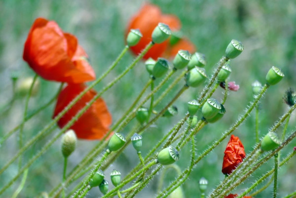 2021-06-15_FZ4940_Ruegen.JPG