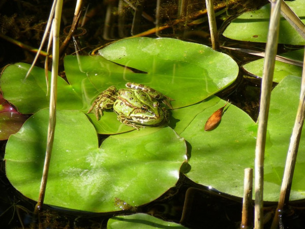 froschgrün.jpg
