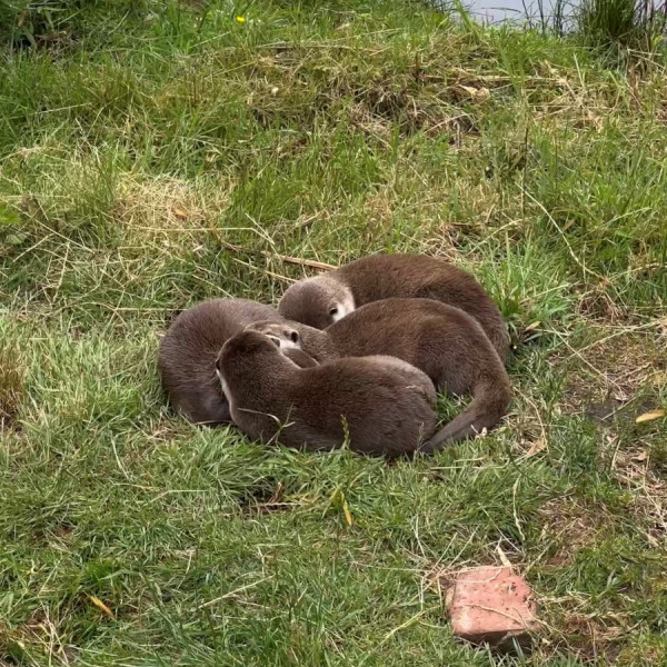 Otterhaufen.jpg