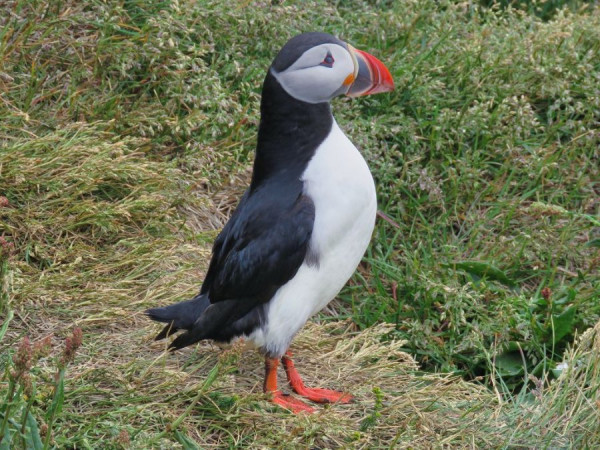 k-Puffins (4).jpg