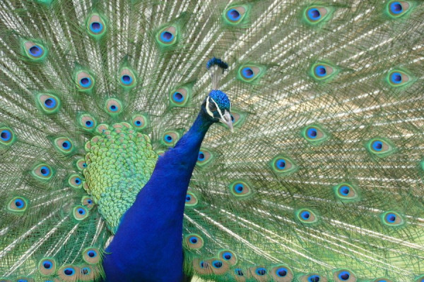 2023-05-31_FZ8427_Pfau.JPG