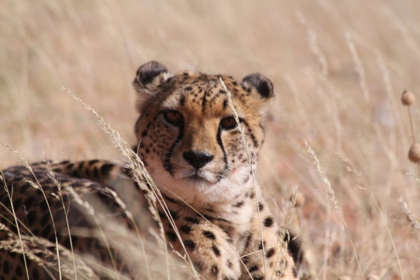 Gepard.JPG