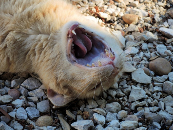 katze monfrin.jpg