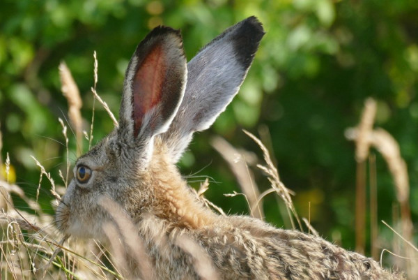 2024-07-08_FZ10356_Hase01.JPG