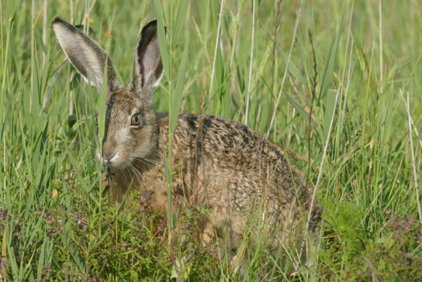 2024-07-08_FZ10300_Hase02.JPG