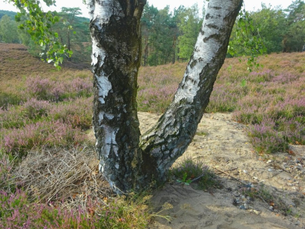 V DSC01807bs.JPG