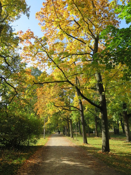 Herbstlaub.jpg