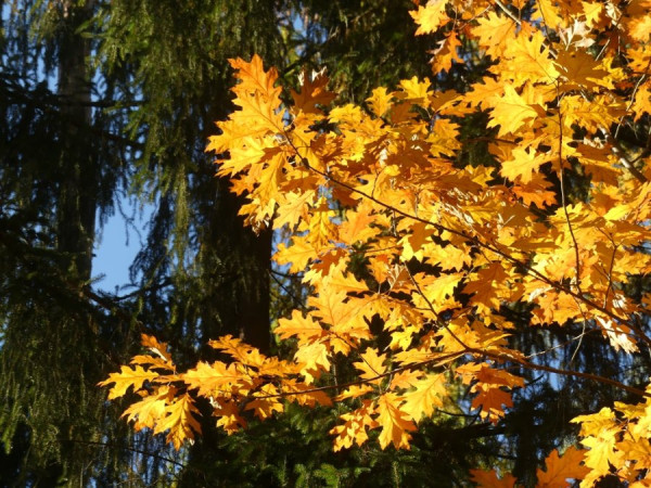 Herbst_1.jpg