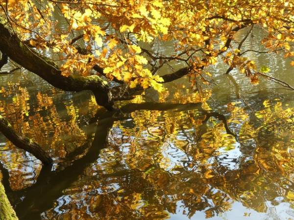 Herbst_3.jpg