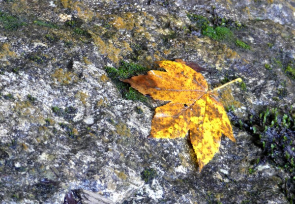 Herbst_6.JPG