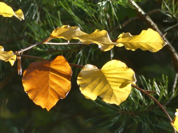 Herbst_7.jpg