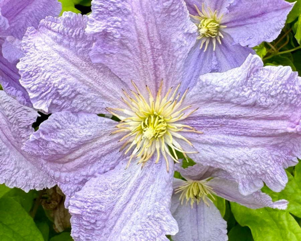 Close_up_7.JPG