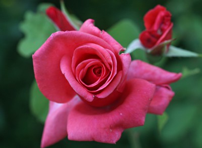 Rose.jpg