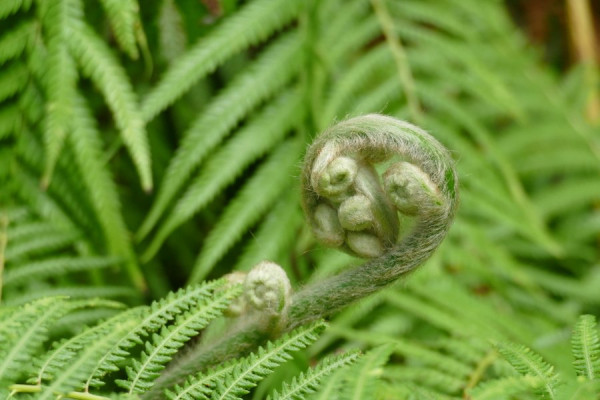 2024-03-12_FZ10350_Farn.JPG